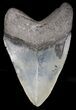 Beautiful Venice Megalodon Tooth #18313-2